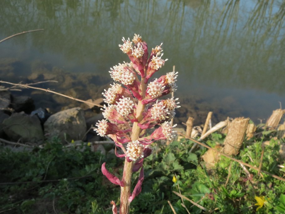 Белокопытник гладкий