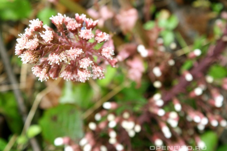 Белокопытник язычковый