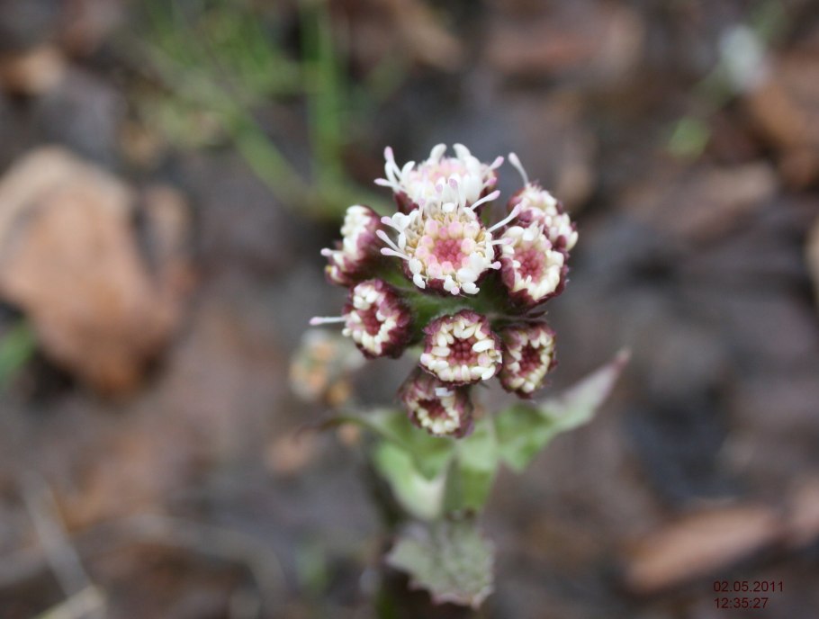 Белокопытник Татеваки