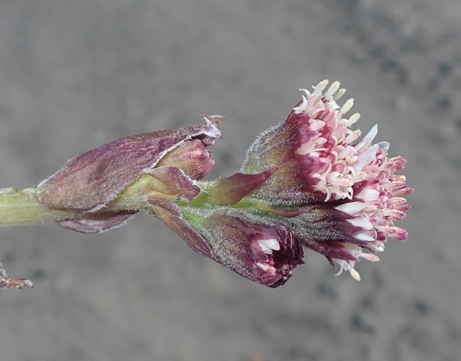 (Petasites palmatus)