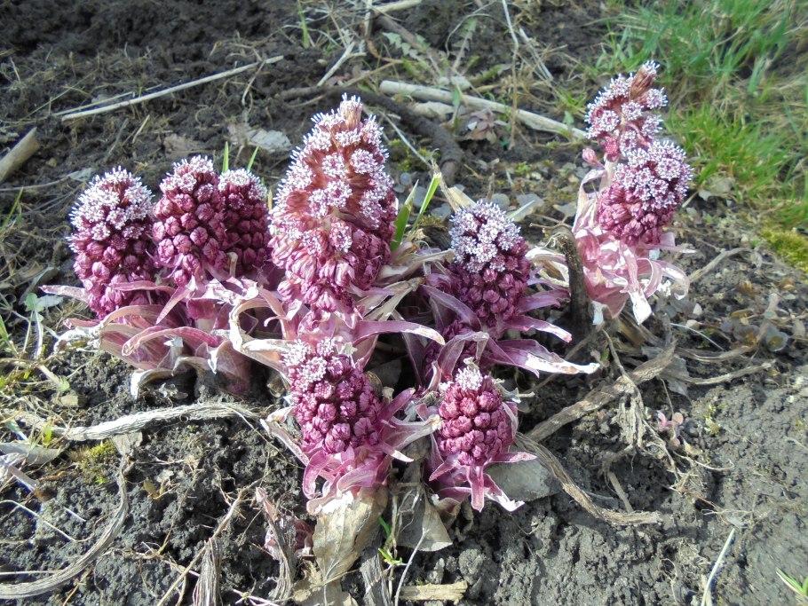 Белокопытник холодолюбивый