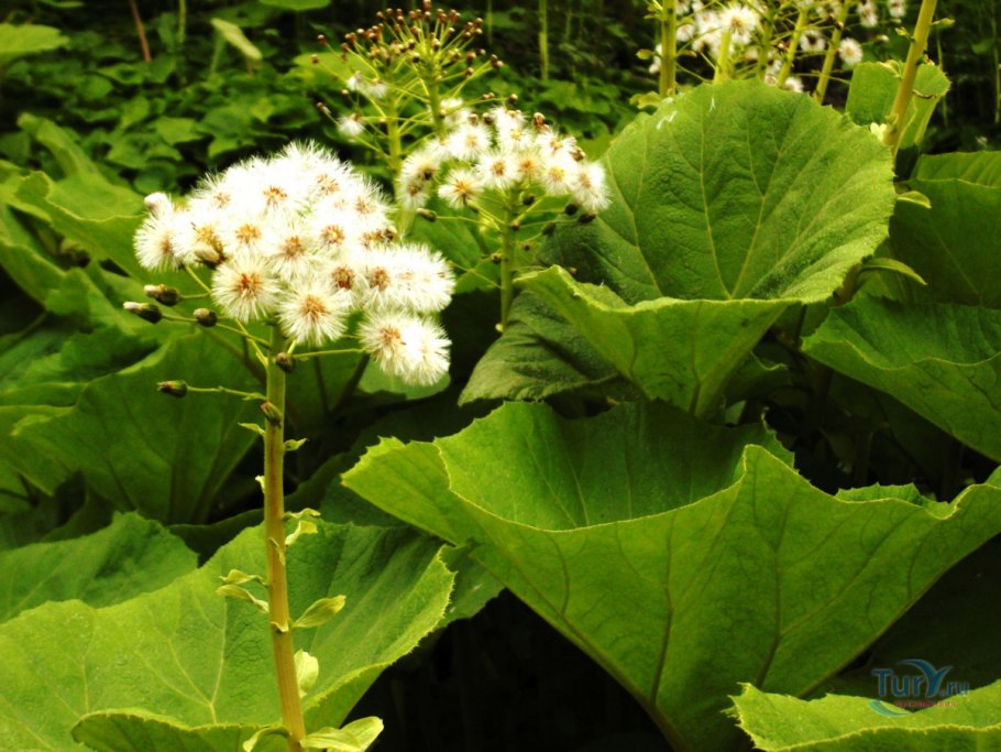 Белокопытник холодолюбивый