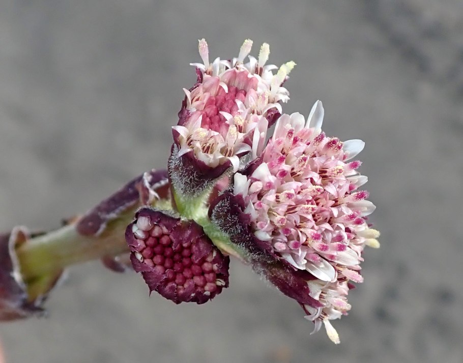 Белокопытник холодолюбивый