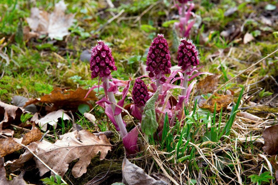 Белокопытник белый