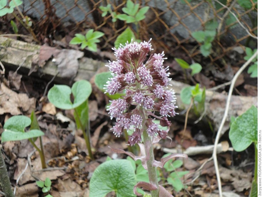 Белокопытник холодолюбивый