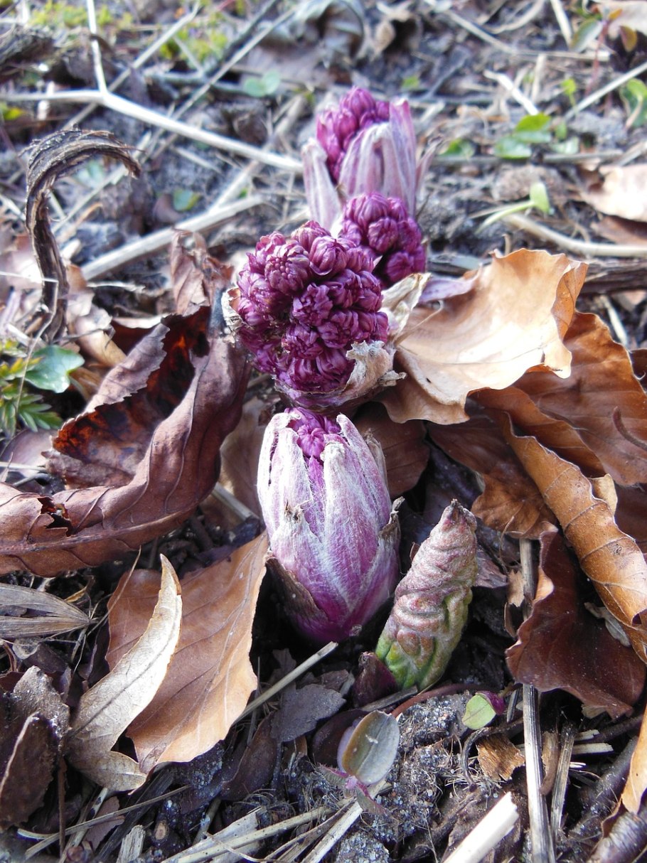 Белокопытник язычковый