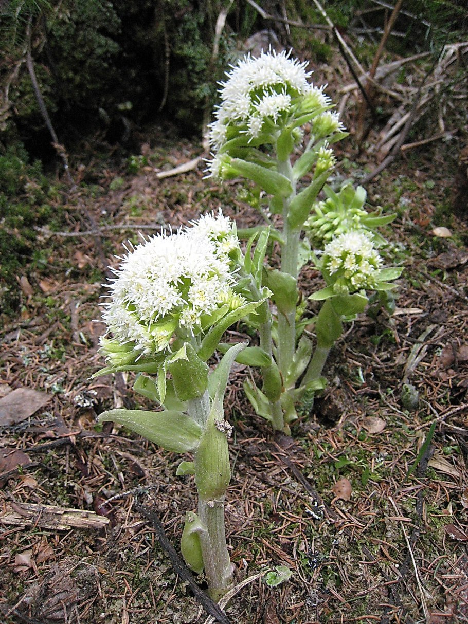 Petasites Albus