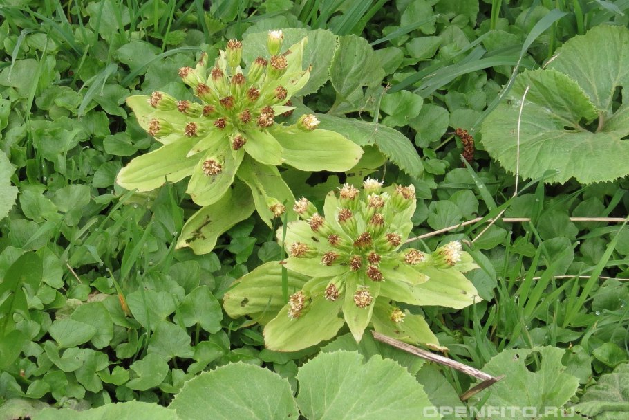 Белокопытник Дальневосточный