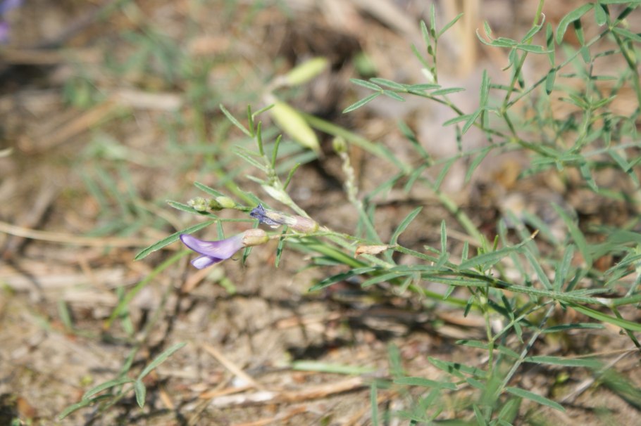 Астрагал Клера Astragalus clerceanus