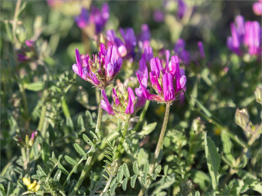 Oxytropis chankaensis