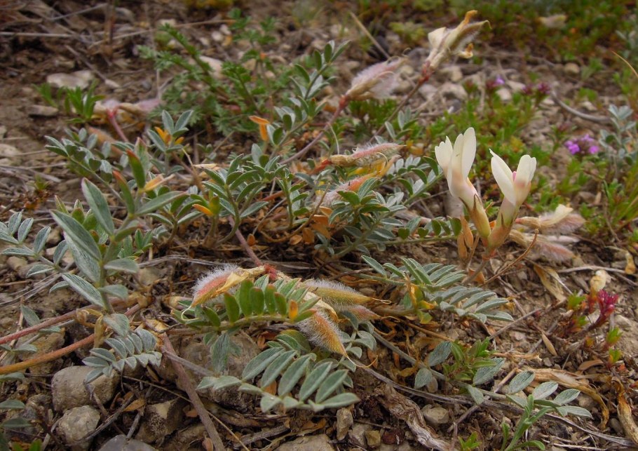 Астрагал нутовый (Astragalus Cicer l.)