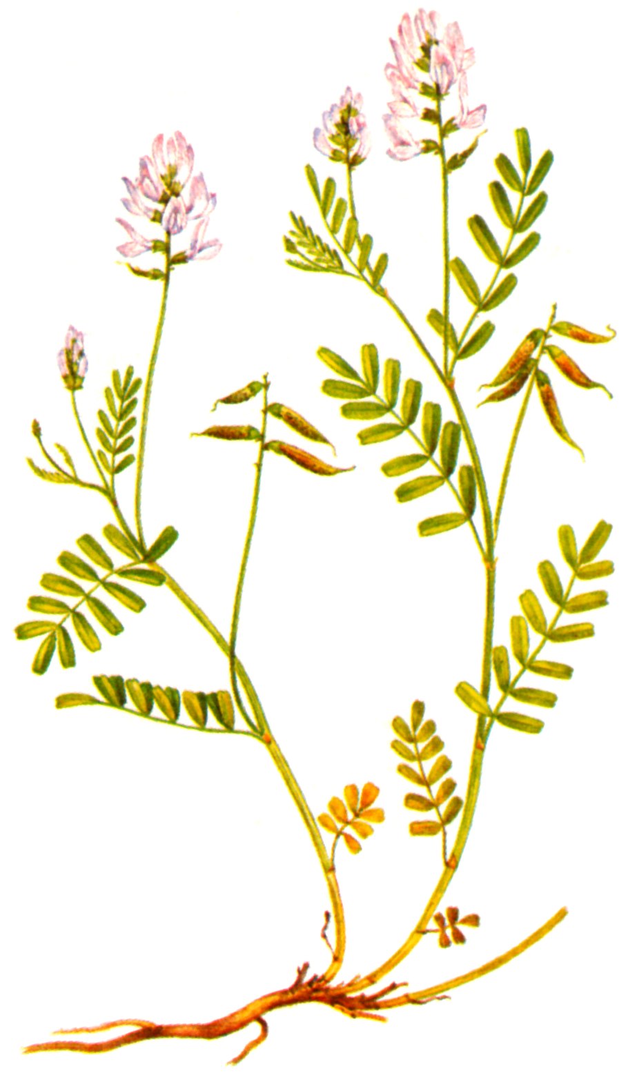 Букетный куст астрагал