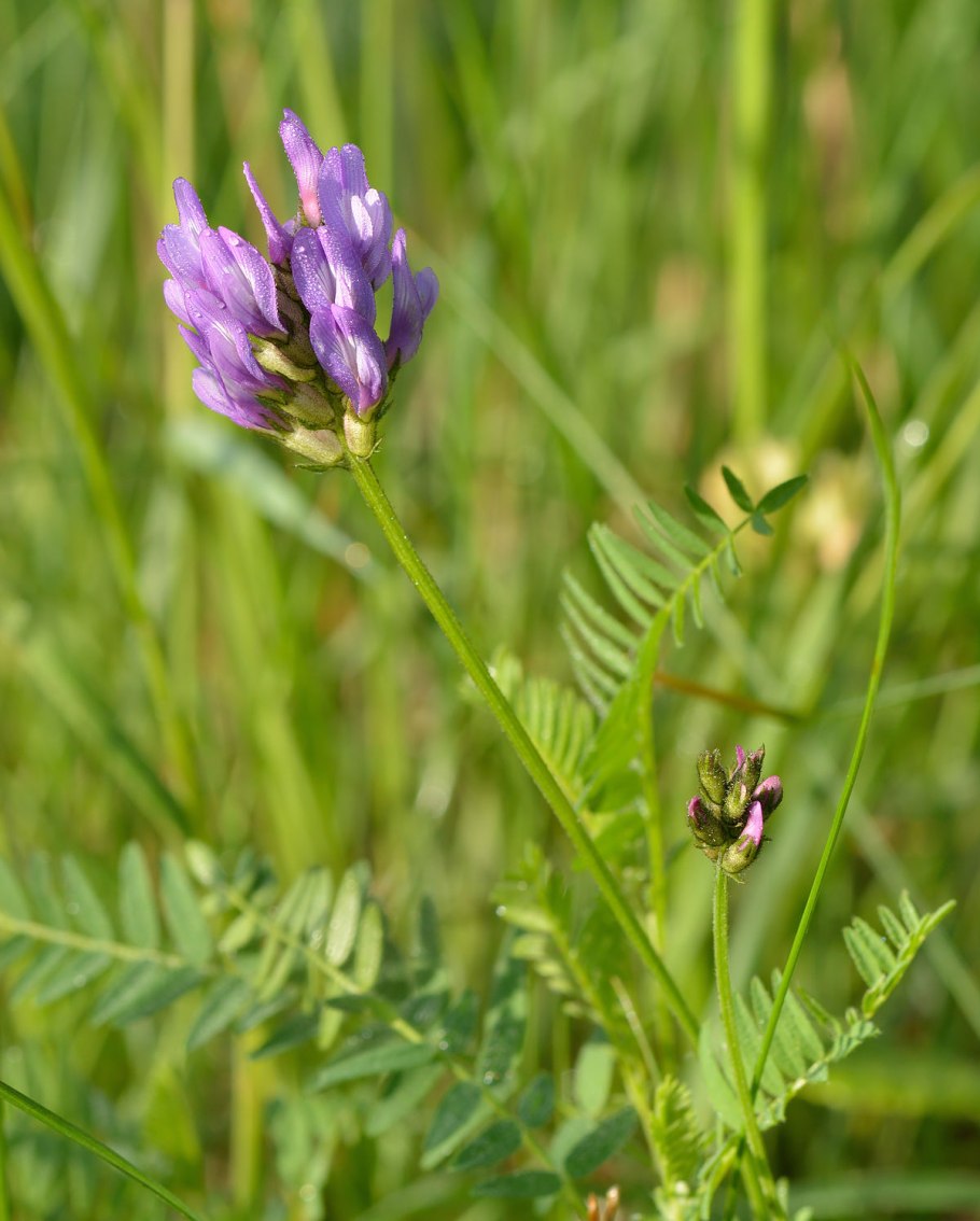 Astragalus penduliflorus