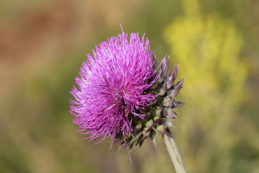 Serratula seoanei