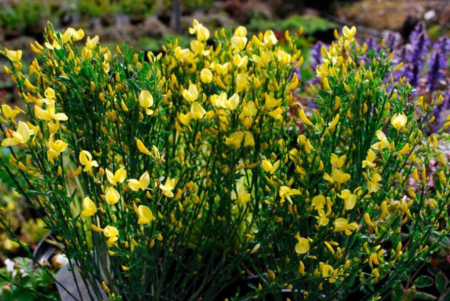 Ракитник Цингера