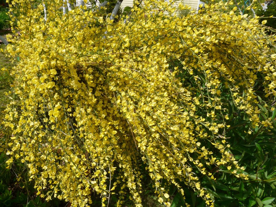 Ракитник Регенсбургский