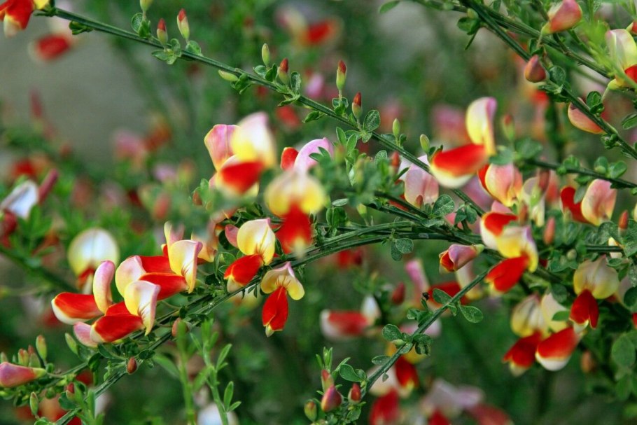 Ракитник Цингера