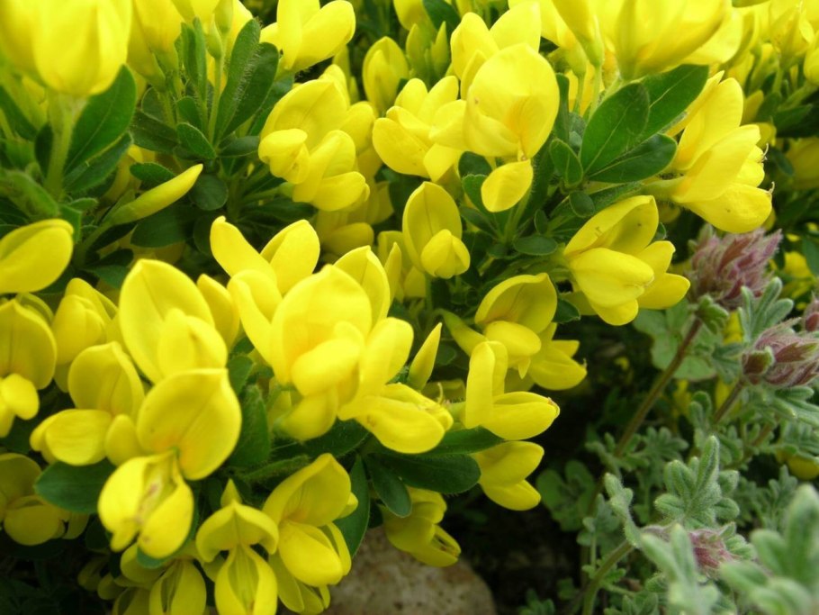 Ракитник венечный