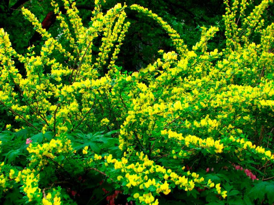 Ракитник австрийский