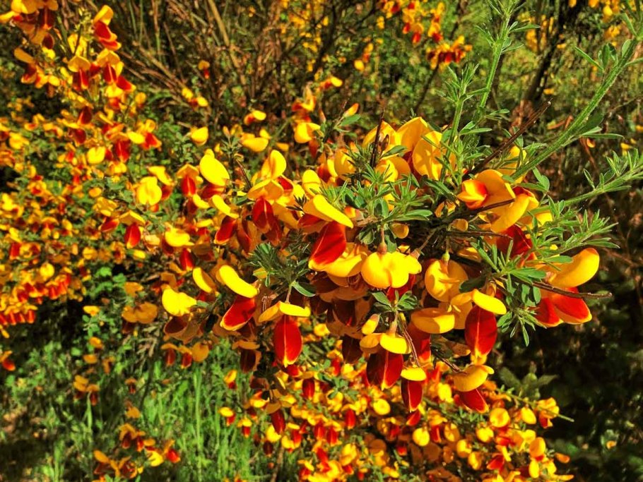 Ракитник Цингера