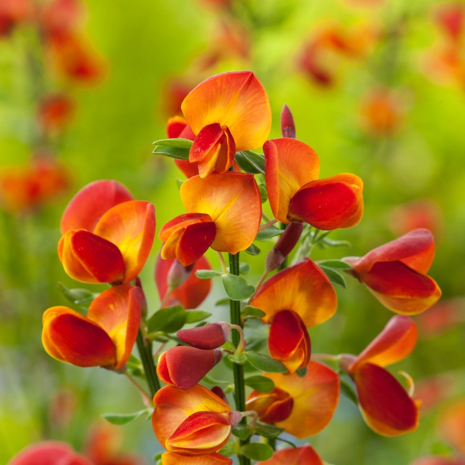 Ракитник Олголд