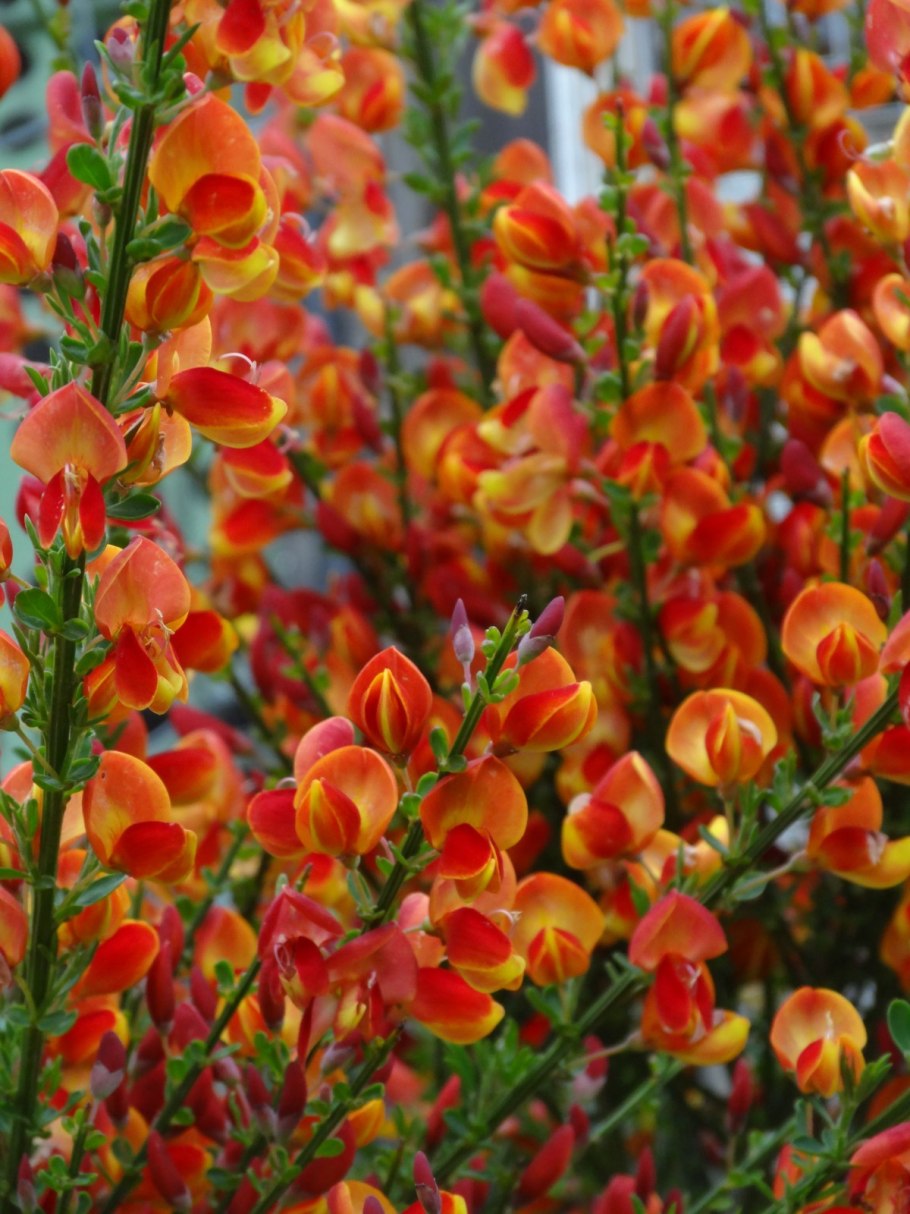 Ракитник стелющийся (Cytisus decumbens)