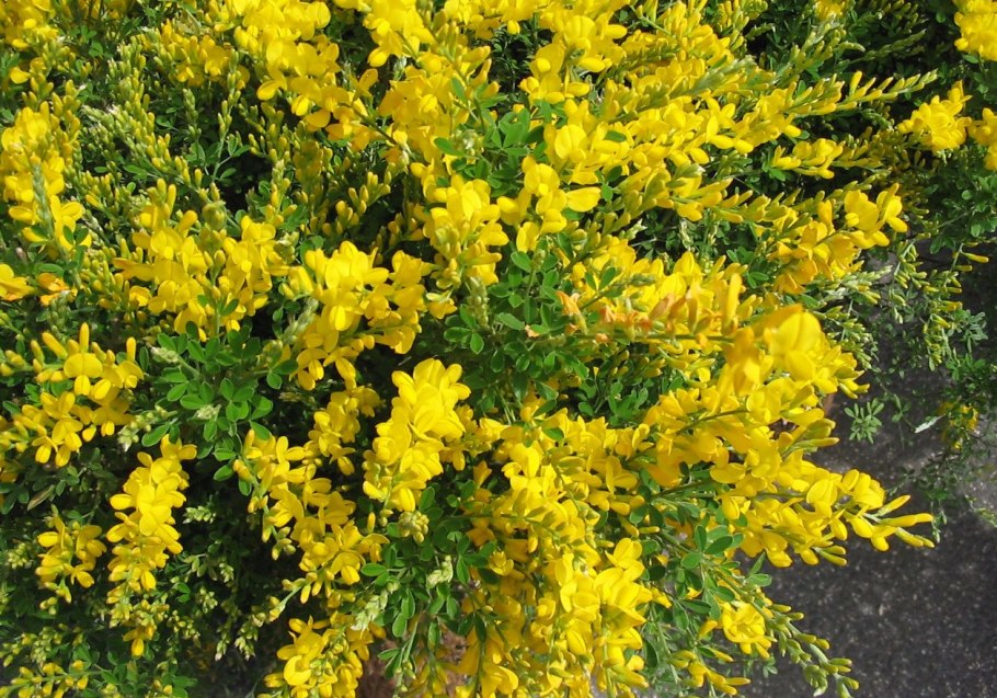 Ракитник Боскоп Руби