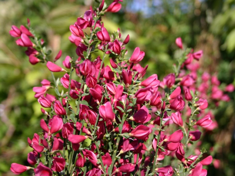 Ракитник Регенсбургский