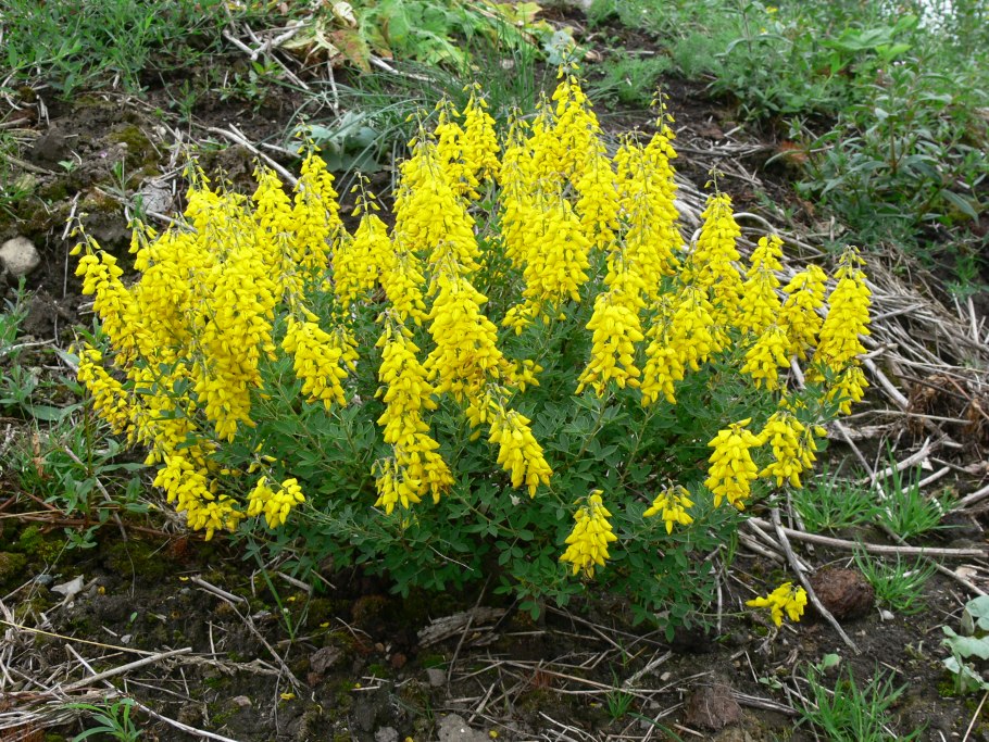 Ракитник Канарский