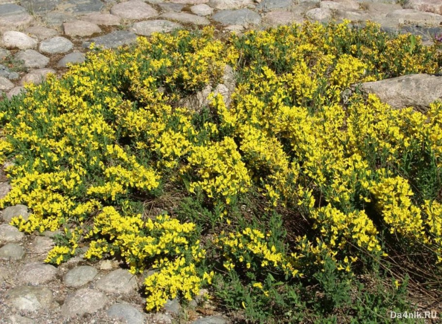 Ракитник Cytisus Lena