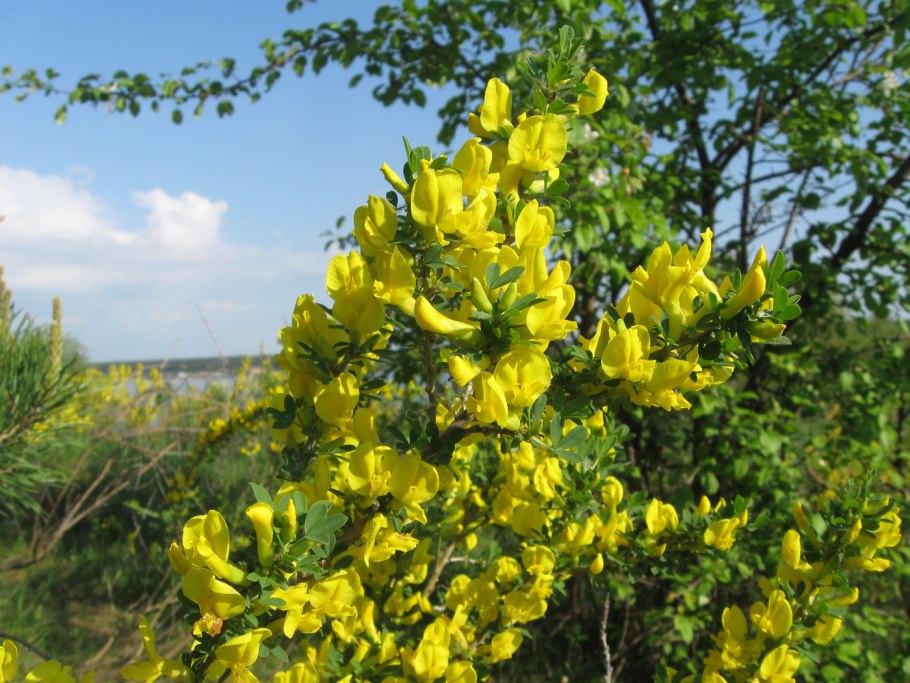 Ракитник Олголд