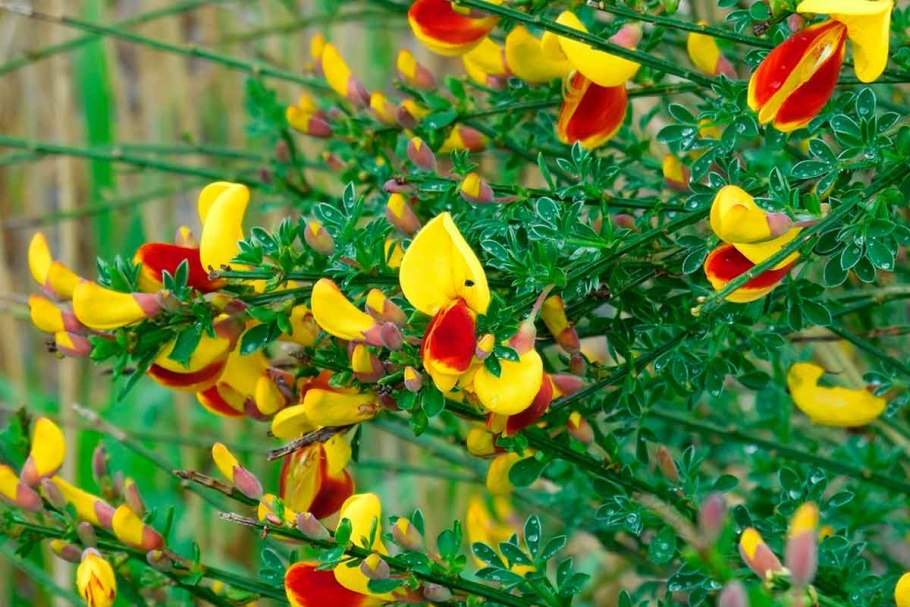 Cytisus Lena-ракитник Lena