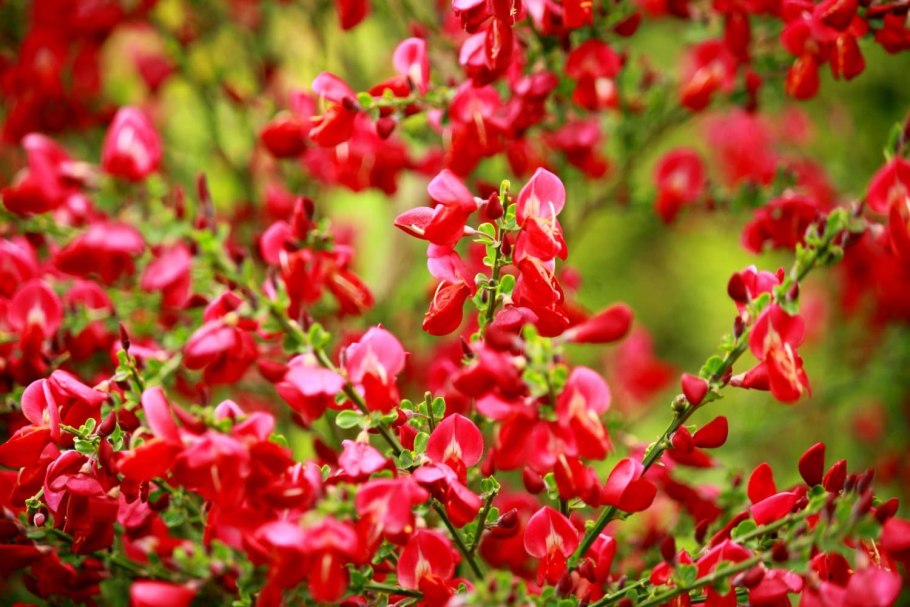 Ракитник венечный