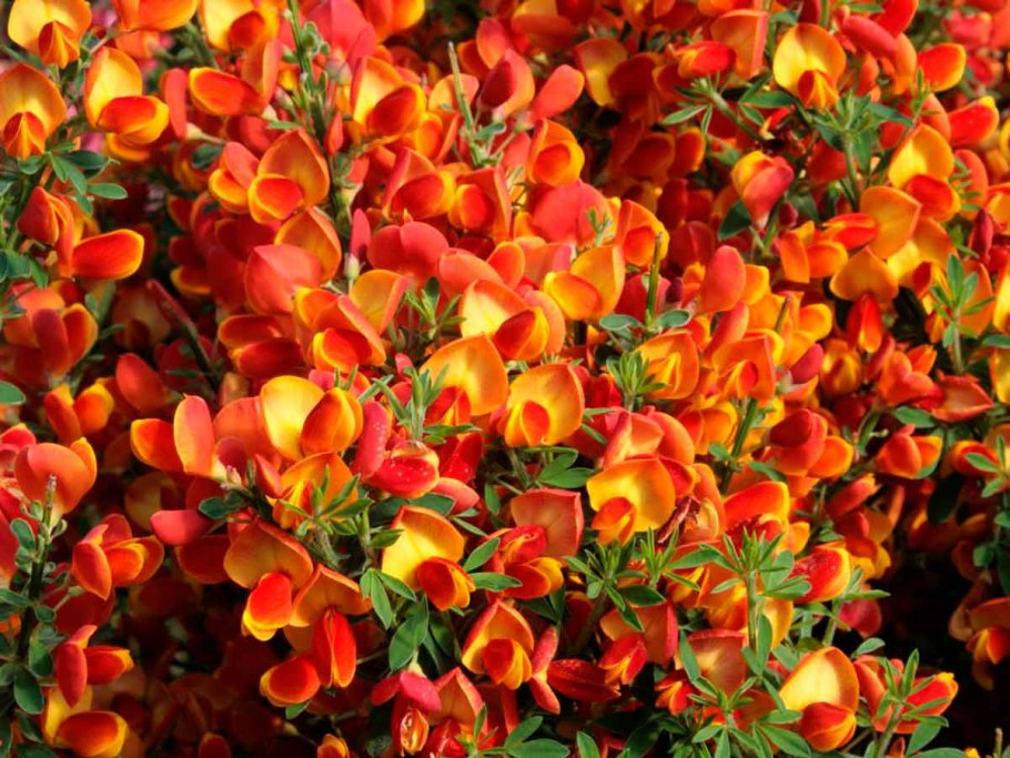 Ракитник ранний Алголд