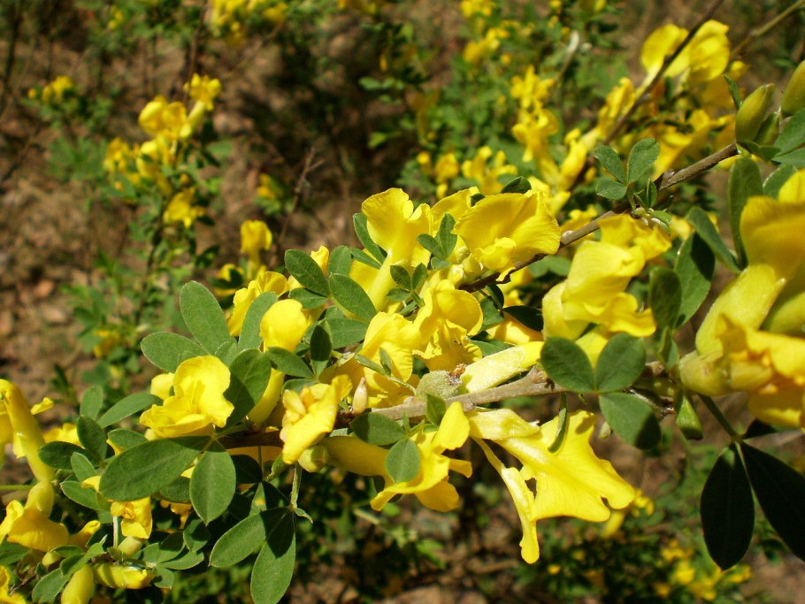 Цитисус ракитник