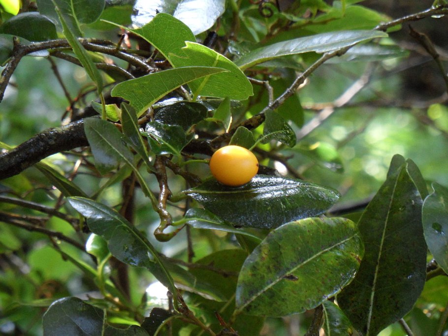 Хризобалановые (Chrysobalanaceae