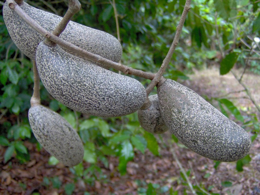 Молочай эуфорбия тирукалли