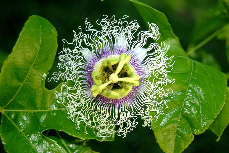 Троходендровые