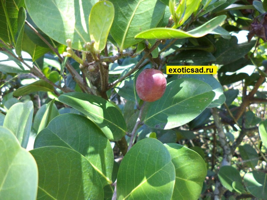 Роялтон икако