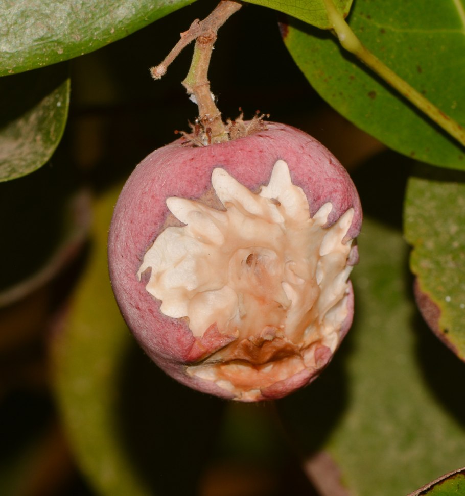 Каланхоэ толстянка Крассула