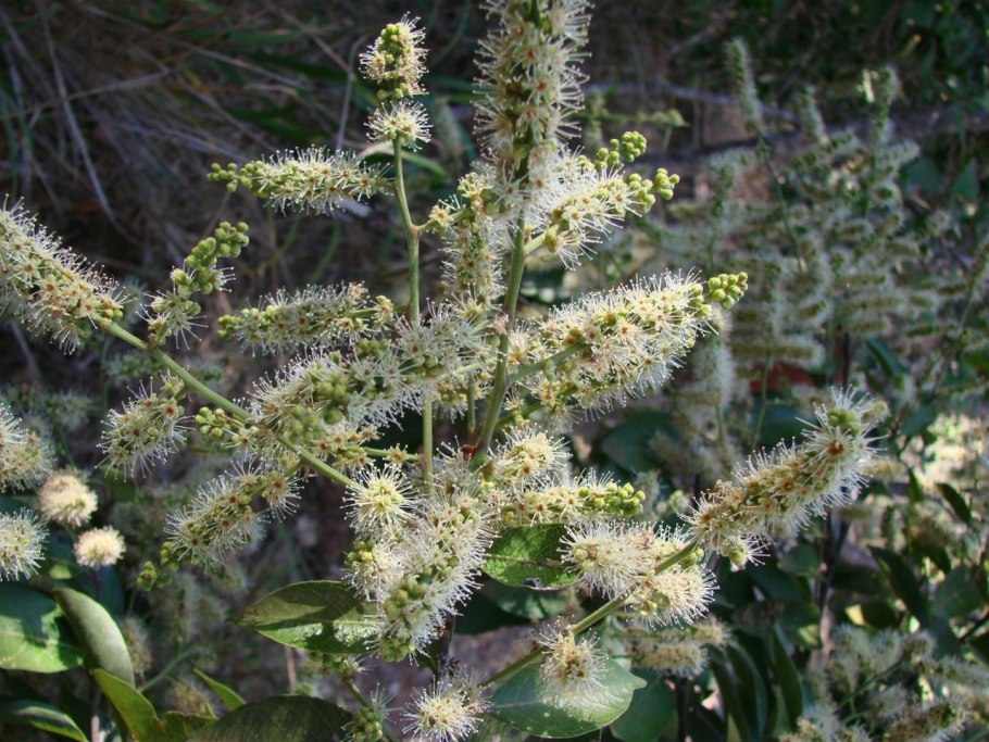 Ликания дерево