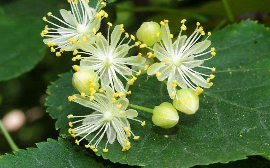 Аихризон дерево