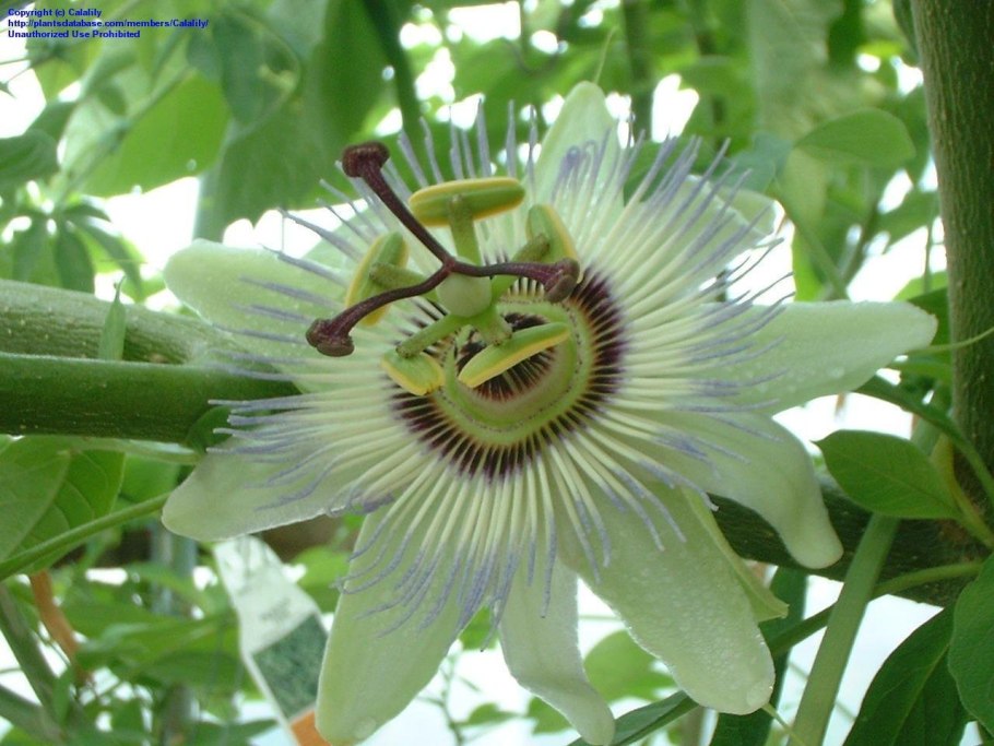 Молочай тирукалли (Euphоrbia tirucаlli)