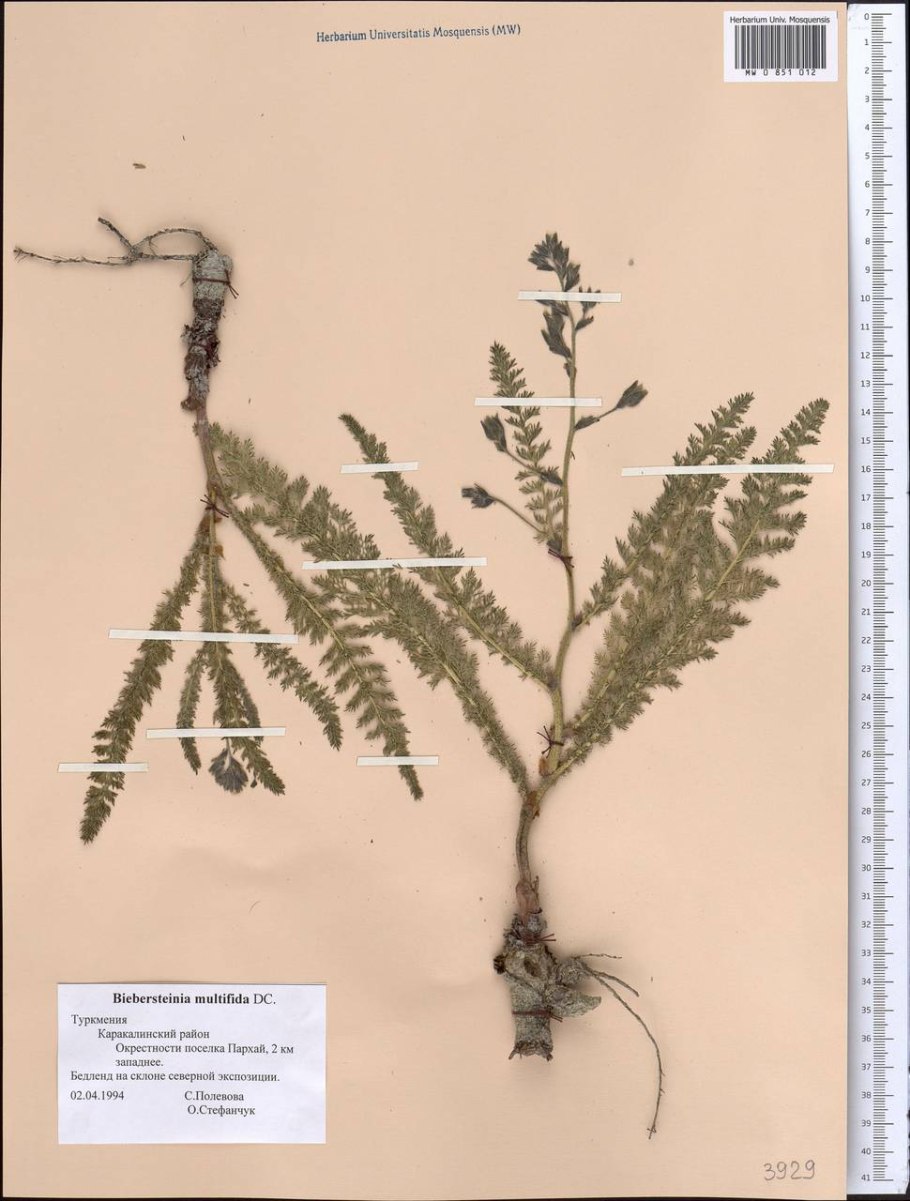 Соленантус Биберштейна