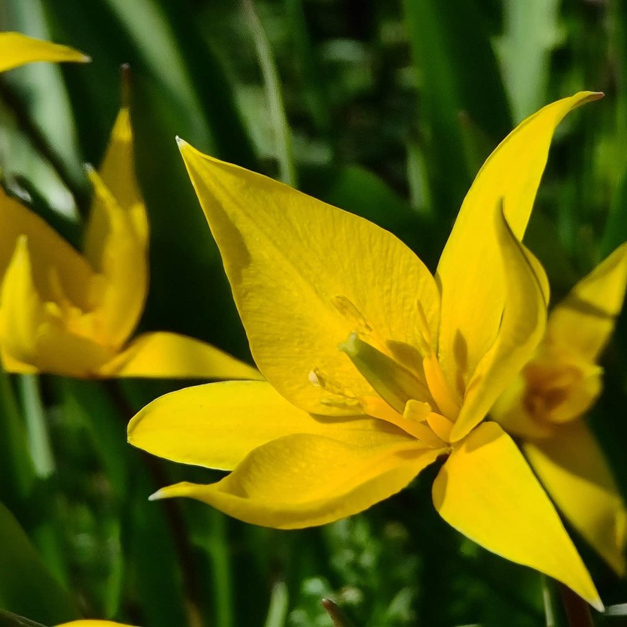 Тюльпан Биберштейна