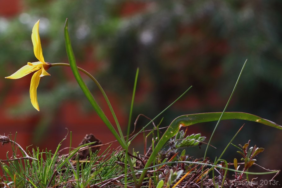 Тюльпан Биберштейна систематика