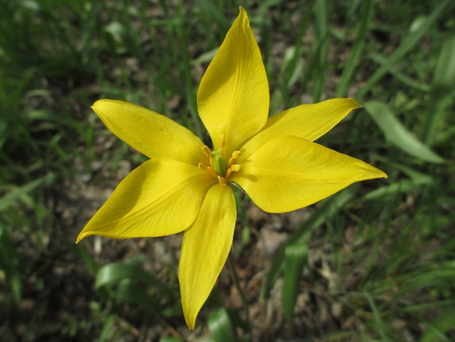 Тюльпан Биберштейна