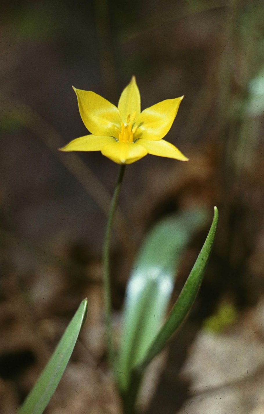 Тюльпан Биберштейна