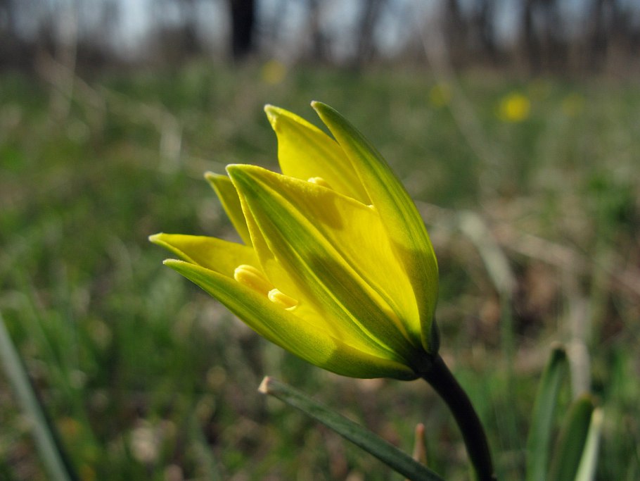 Тюльпан Алтайский - Tulipa altaica