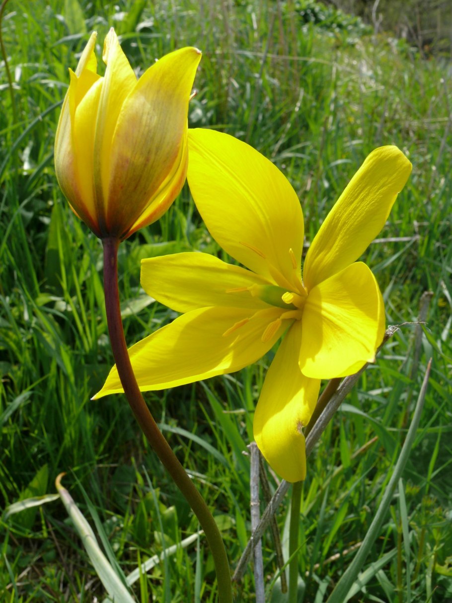 Болотный тюльпан Сибирский